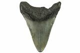 Bargain, Fossil Megalodon Tooth - South Carolina #124192-1